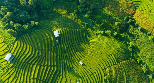 Managing Land Use and Mitigating Deforestation With Analytics